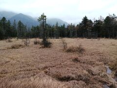 田代湿原…
ただ今、冬枯れ中…。