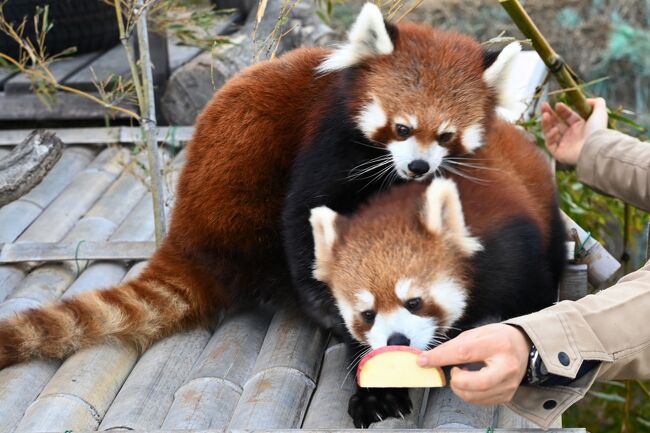周南市徳山動物園 レッサーパンダ キーホルダー 山口県 刺繍 zoo