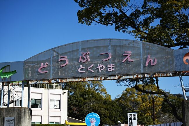 レッサーパンダはかわゆい !!! ルールーくんあけおめ！徳山