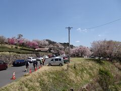 さて帰り道、三重県の桜の名所、三多気の桜に寄った
土曜日なので、けっこうな車の出だ
