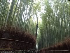 トロッコ嵐山駅で降りた
駅の近くの有名な竹林
