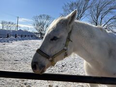 急に思い立って、アースドリームに行きたい
馬に会いたい　もう馬に飢えてたまらない！と言ったら、相方が向かった先はトンデンファーム

まぁ　間違いではない
お馬さんもいるし