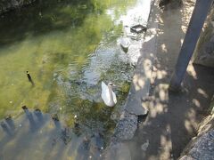 倉敷川が始まりました。この川のスタートの地点です。どこからか水が沸いてるのでしょうか？白鳥が2羽気持ちよさそうに泳いでいました。