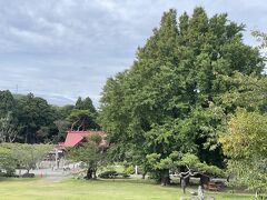 向こうに神社と大きな木があります。