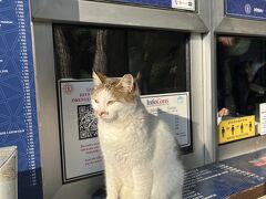 野犬もいればのら猫も多いトルコ