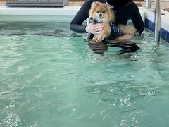 ホテルに戻って、今日も予約しているドッグフィットネスへ。

今日はアクアフィットネス。

やこちゃんがんばれ。