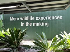 夜のプールの時間までシンガポール動物園に行ってきた。
目的はホワイトタイガーだが、その他の動物は自然お腹で怠惰に暮らしているといった様子。
