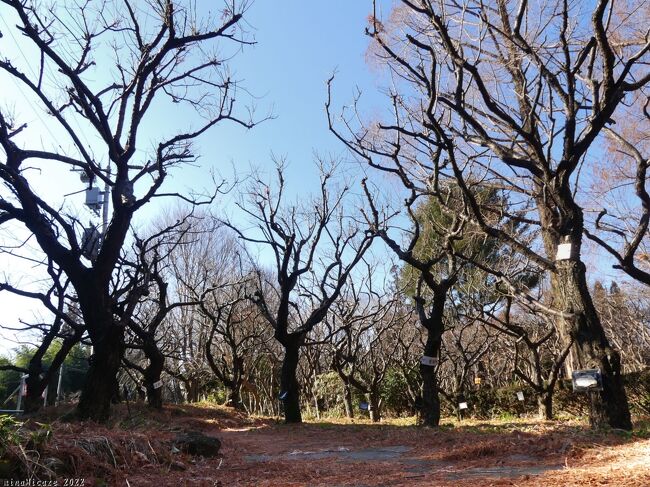 駐車場の南側の梅園では、ほとんど咲いていませんでした。ので、通り抜けます。
