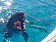 その後美ら海水族館の、無料エリアへ。
つまり海洋博公園のイルカに会いに来ました。
餌付け体験、というより、餌をあげるだけのやつですね。
エサ代掛かりそう。