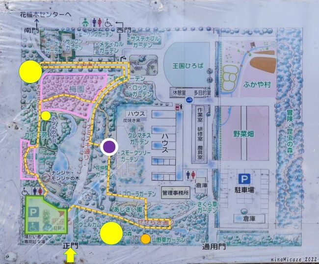 上の（見頃の）看板の左に、園内マップがありました。それをお借りして、この日の散策ルートの概要を、加筆しました。<br /><br />左下の黄緑色が駐車場、黄色の破線が散策ルートです。花の場所は、ピンクがウメ、黄色がロウバイ、オレンジがフクジュソウ、紫がセツブンソウ　です。