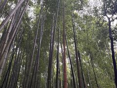 御髪神社のすぐそばにトロッコ列車の嵐山駅があり（激混み！）、そこを超えると「京都といえば」的によく見る景色…竹林の小径にすぐにたどり着きます。