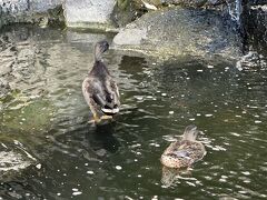 尋ねて来たのは
ヒルトン村

昨日声をかけて下さった方が
此方に宿泊だったので
良かったら～と思って朝食を届けにね

待って居る間、鴨と戯れる
(どこに行っても鴨鴨鴨、笑笑)

