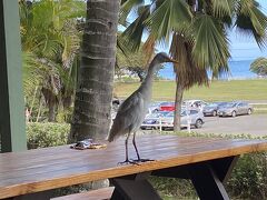 ランチは園内のアウンティパッツカフェにて。

人馴れした鳥が寄って来ます。