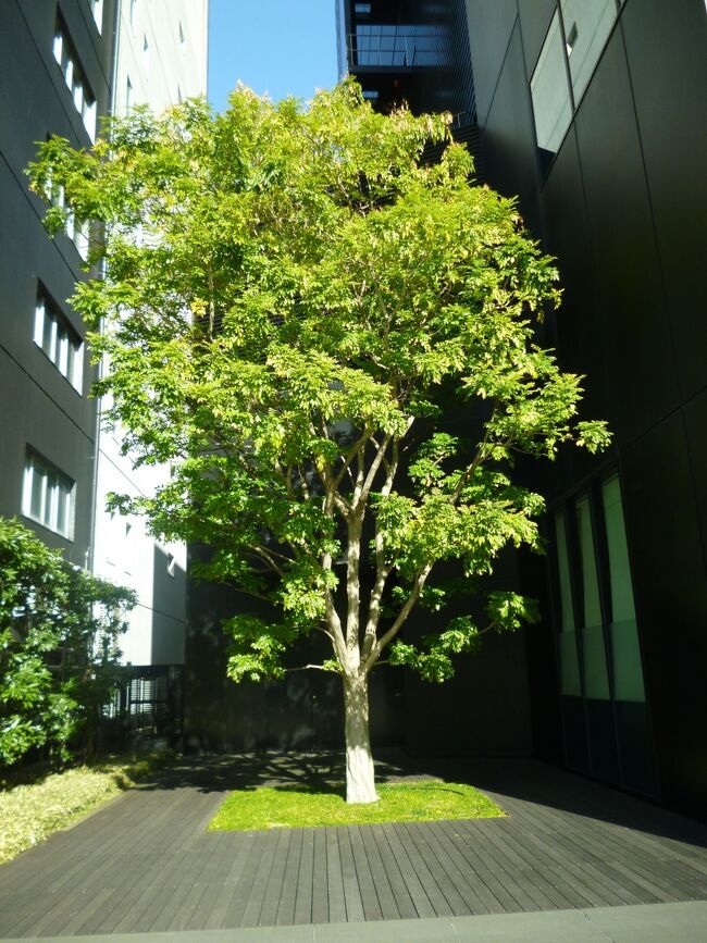 ■ 名古屋インターシティビルの植え込み