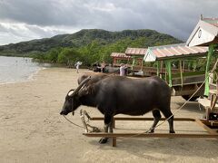 バスに戻り15分ほど移動して、今度は水牛車に乗って由布島（ゆぶじま）へ渡ります。雨はすっかり止みました。