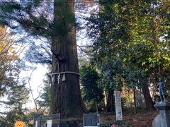 たこ杉

樹齢およそ450年と言われ、高尾山内の飯盛杉に次ぐ大木