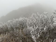 視界はほとんどありませんでしたが、霧氷はみごと。