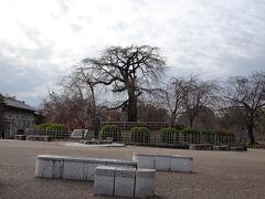 八坂神社の奥へ進むと円山公園
そのシンボルの祇園枝垂れ桜
葉が落ちると、枝の骨格がよくわかるね