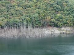 　目的の水没林が現れました。水没林はダムの完成に伴って水没した樹林帯。
