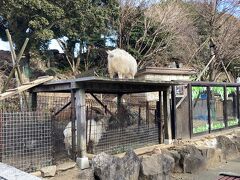 ヤギさんが出迎えてくれました。

伊豆シャボテン動物公園のカピバラさんとご対面&#8252;︎