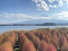 公園をお散歩。コキアの色は微妙だったけどとっても綺麗でした。夏はラベンダーだそうです。