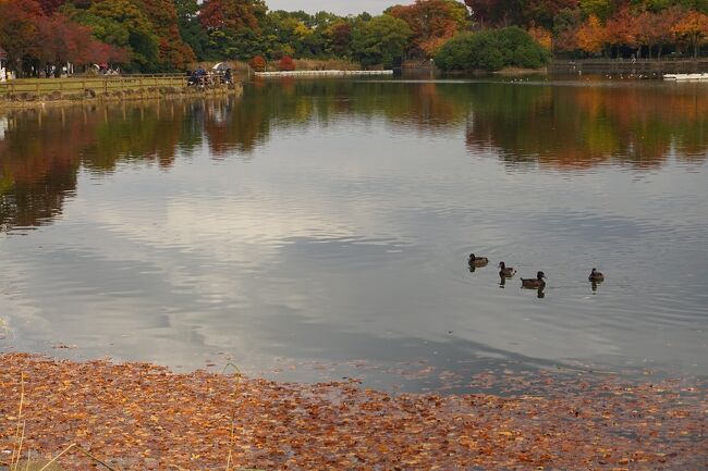 ●浮間公園＠JR/浮間舟渡駅界隈<br /><br />ここは、東京湾からカモメが飛んでくるそう…。<br />11月中旬から下旬にかけては400～500羽のカモが飛来。<br />鳥好きにはたまらない場所ですね。