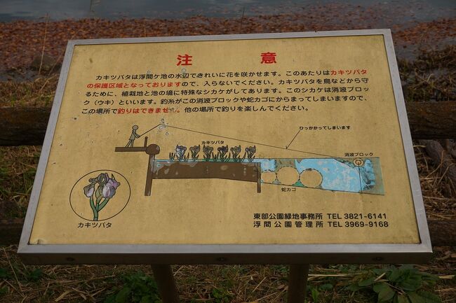 ●浮間公園＠JR/浮間舟渡駅界隈<br /><br />浮間が池にて、カキツバタを育てているようです。<br />保護区域を設定してあるので、近寄らないように！と注意喚起されていました。
