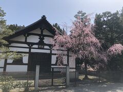所用で京都に行った折、建仁寺に立ち寄ると、一本だけさくらがきれいに咲いていました。
まだ桜には早いと思っていたのに。
それで、他にも桜が咲いているところがないか、ネットで調べてみると、六角堂が満開とのこと。