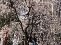 六角堂に到着です。

何とも見事な枝垂れ桜！