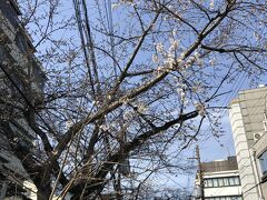 六角堂へ向かう途中、こちらは高瀬川沿いの桜。

ちょっと咲き始めていました。