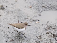 干潟に野鳥観察へ行ったのは初めてで、初見のイソシギに会えて嬉しかったな。