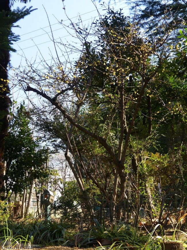 梅園の南側に、ロウバイがあります。