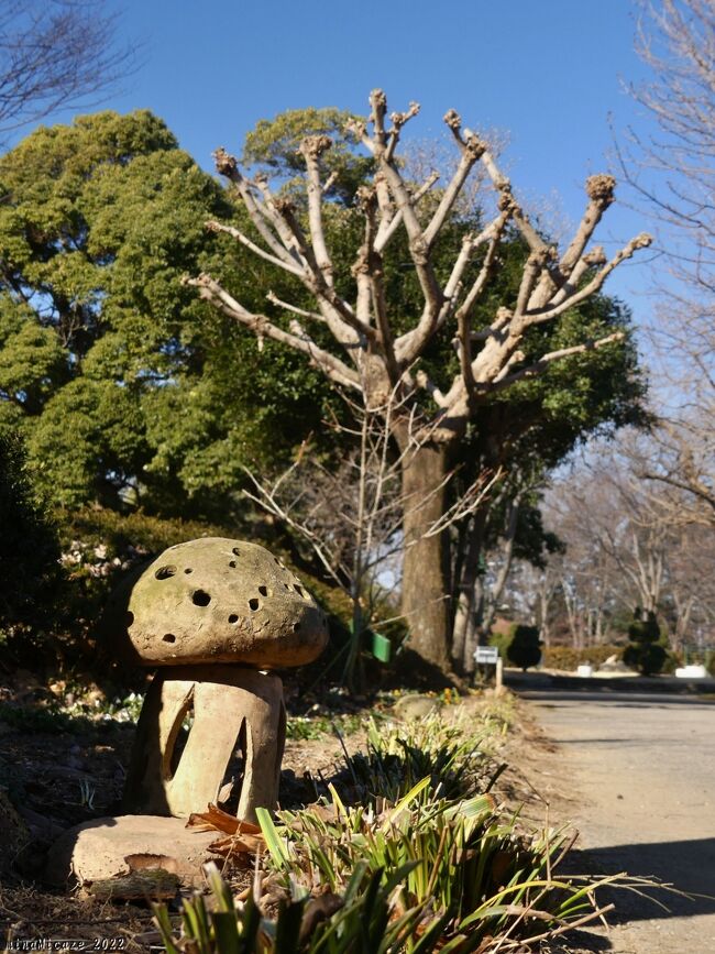 梅園の西側の道路を歩いて、「王国ひろば」の方へ行ってみます。