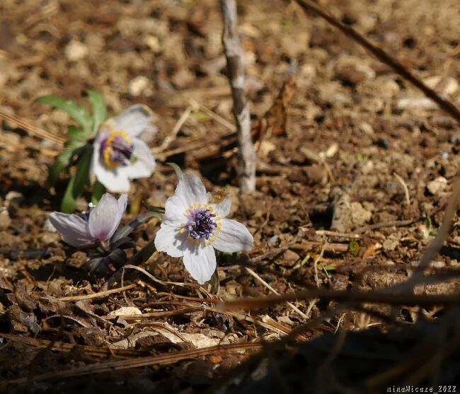 （おそらく）初めての、セツブンソウとの出会いでした。