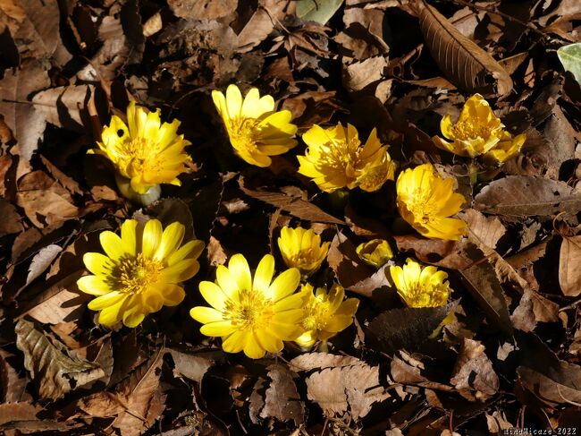 咲き初めなので、どの花も綺麗です。