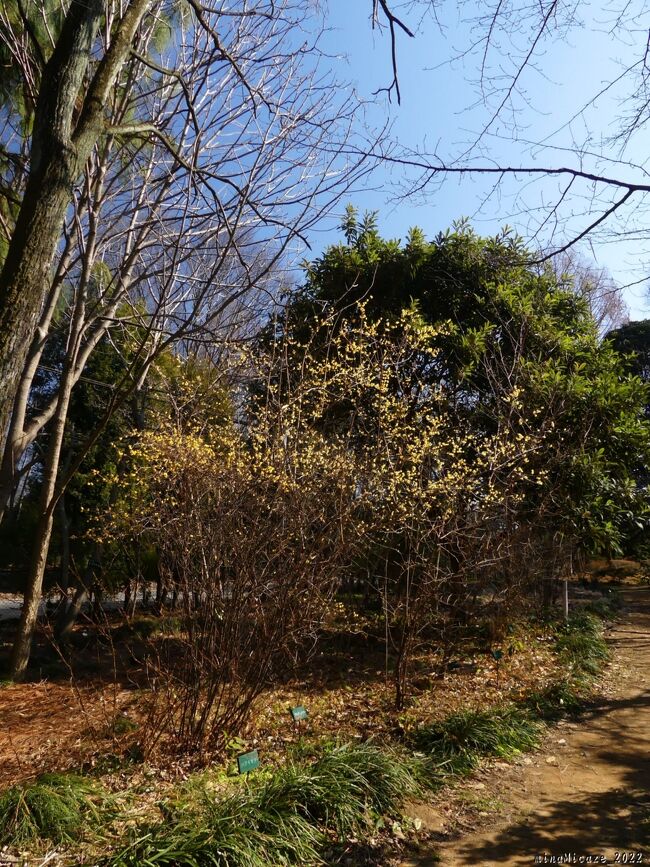 フクジュソウから少し南へ戻ると、ロウバイが咲いていました。