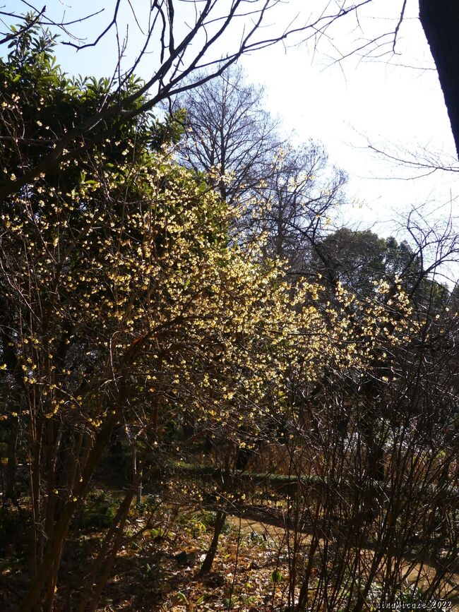 梅園の南側よりも、（ロウバイの）木の数が多いと思います。