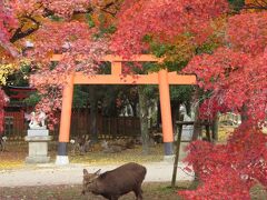 奈良公園。