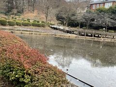 次に来たのが薬師池公園。一年を通して色々な花が楽しめます。こちらはハス池。
