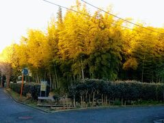 落合川を渡って、また住宅街の中を行くと、7:09、竹林公園に到着しました。本当は緑の竹ですが、朝日が当たっているところだけ、黄色に見えます。
