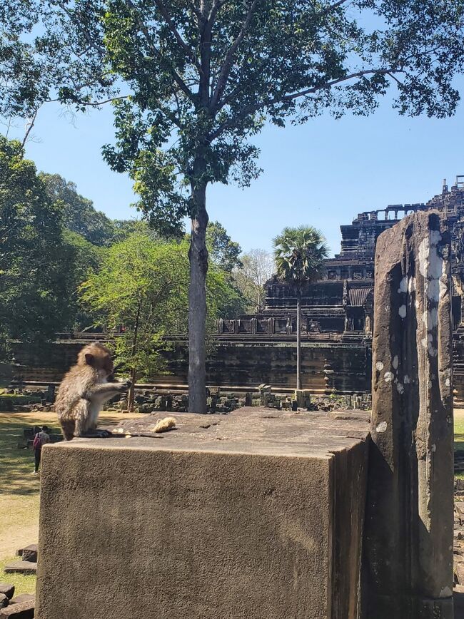 あら　ずいぶんと猿が出てきました