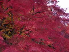 塩原温泉 紅の吊橋
紅葉がとても綺麗でした
