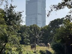 動物園からのアベノハルカス