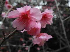 名護城公園へ桜を見に