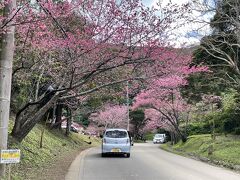 八重岳の名護さくら祭りが開催中でした。さくら公園を散策して腹ごなし、旬のタンカンを購入しました。

14時過ぎに本日3杯目に挑みたかったのですが、てびちそばのよしこ、イカスミそばの八重善、元祖ソーキそばの我部祖河本店に行きましたが、全て売り切れで営業終了していました。沖縄そばの食べ歩きはお店の営業時間が短いので一度には回りきれません。