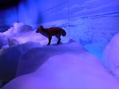 流氷の上に，狐の剥製がありました．この後，坂を下って北方民族博物館へ向かいました．つづく・・・