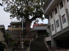 大きな楠がありました。観善寺の大クスです。