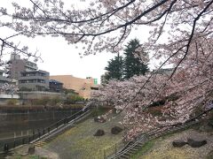 川沿いを上流へ向かって歩き、音無もみじ緑地に着きました。
すり鉢状の谷があり、階段を降りて水際まで行けるようになっていました。
