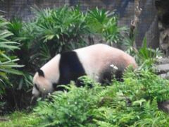動物園では、パンダ、コアラ、ミーアキャットなどを見て、ホテル(洛碁大飯店建北館)へ