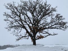 セブンスターの木です。
ここに札幌ナンバーの大型観光バスが止まっていて、
西の大国から大勢のインバウンドが大撮影大会の真っ最中でした。
50人以上はいましたが、
道路で撮影したりして、危険でした。
コロナが終わりそうで、これからはもう、
これが美瑛の日常になるのは確実です。